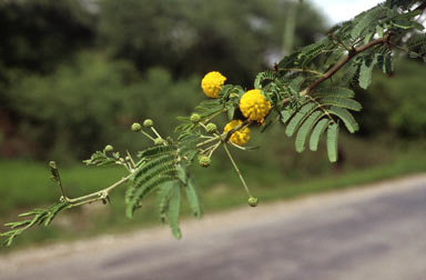 APII jpeg image of Vachellia nilotica  © contact APII