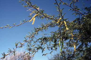 APII jpeg image of Prosopis limensis  © contact APII