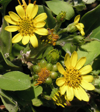 APII jpeg image of Chrysanthemoides monilifera subsp. rotundata  © contact APII