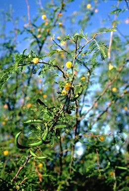 APII jpeg image of Vachellia farnesiana  © contact APII