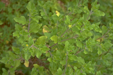 APII jpeg image of Acanthospermum hispidum  © contact APII