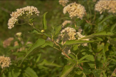 APII jpeg image of Austroeupatorium inulaefolium  © contact APII