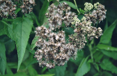 APII jpeg image of Austroeupatorium inulaefolium  © contact APII