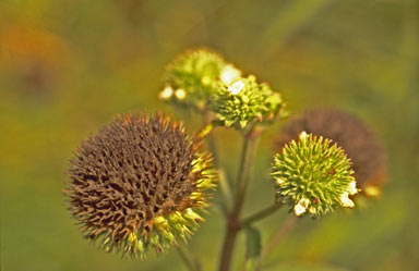 APII jpeg image of Hyptis capitata  © contact APII