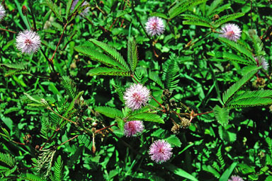 APII jpeg image of Mimosa pudica  © contact APII