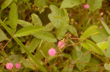 APII jpeg image of Mimosa pudica  © contact APII