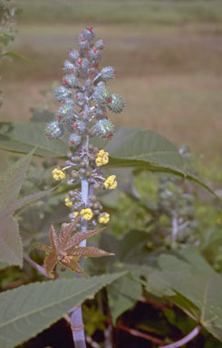 APII jpeg image of Ricinus communis  © contact APII