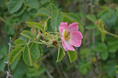 APII jpeg image of Rosa canina  © contact APII