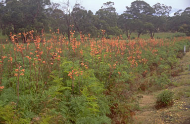 APII jpeg image of Watsonia meriana var. bulbillifera  © contact APII