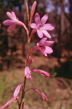 APII jpeg image of Watsonia meriana var. meriana  © contact APII