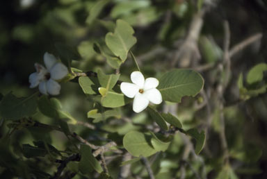 APII jpeg image of Gardenia resinosa  © contact APII