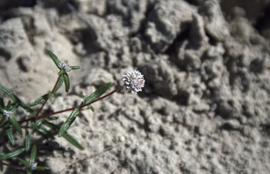 APII jpeg image of Gomphrena pusilla  © contact APII