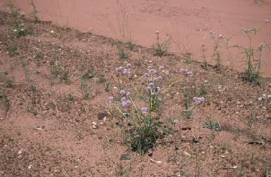 APII jpeg image of Gomphrena flaccida  © contact APII