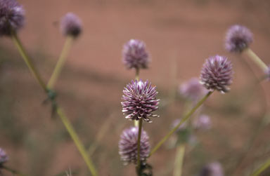 APII jpeg image of Gomphrena flaccida  © contact APII