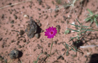 APII jpeg image of Calandrinia  © contact APII