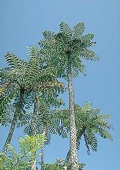 Ferns and Fern Allies
