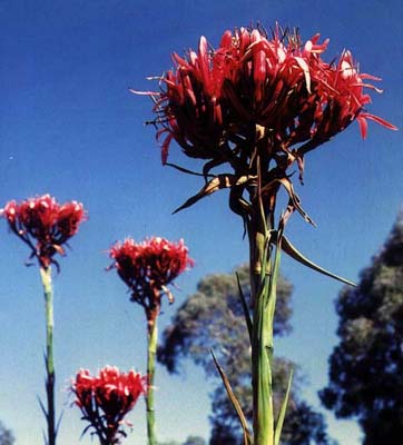 Doryanthes excelsa flower heads