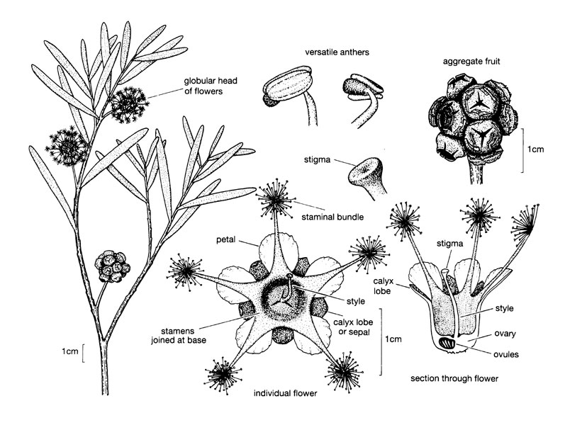 Myrtaceae illustrations - Australian Plant Information tree bush diagram 