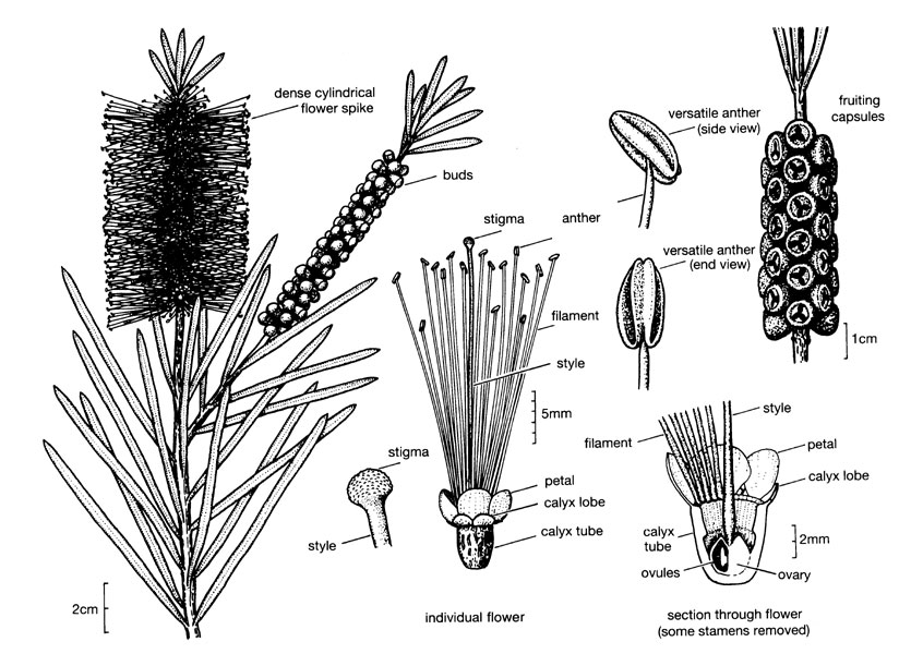 Myrtaceae illustrations - Australian Plant Information