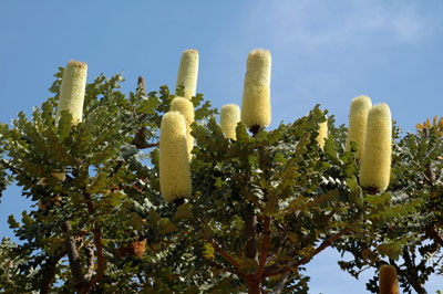 Banksia grandis