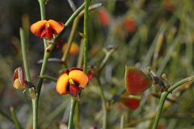 Daviesia major