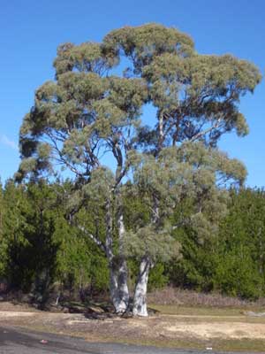 Eucalyptus mannifera tele