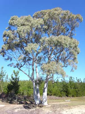 Eucalyptus mannifera wide-angle