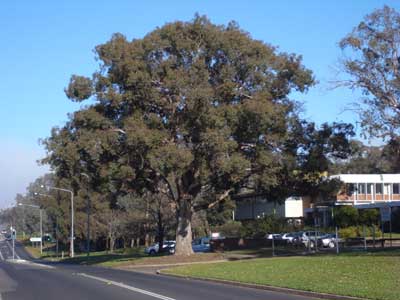 tree telephoto