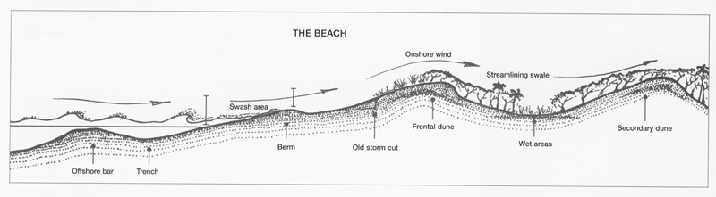 Coastal Sand Dune diagram