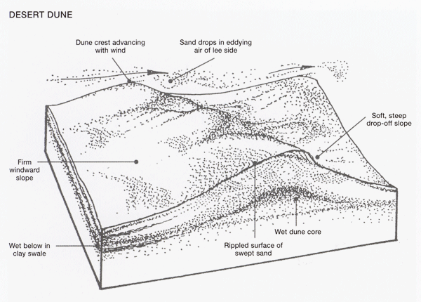 Longitudinal Sand Dunes