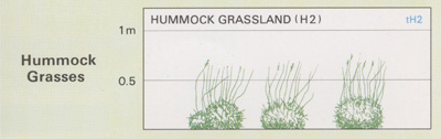 Hummock Grassland structure