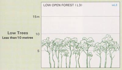 Low Open Forest structure