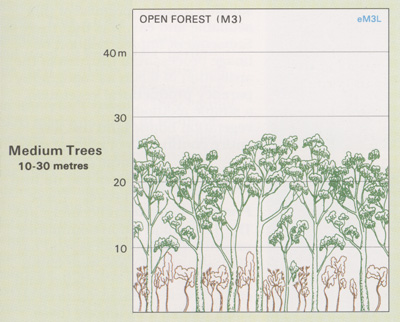 Open Forest structure
