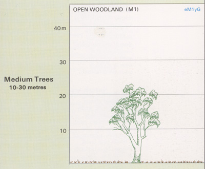 Open Woodlands structure