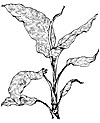 Dieffenbachia picta