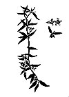 Gelsemium sempervirens
