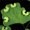 Adiantum aetheiopicum