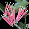 Amylotheca dictyophleba