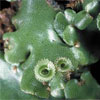 Marchantia sp.