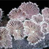 Schizophyllum commune