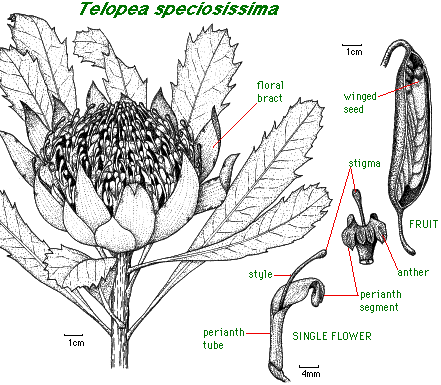 Drawing of Telopea speciosissima