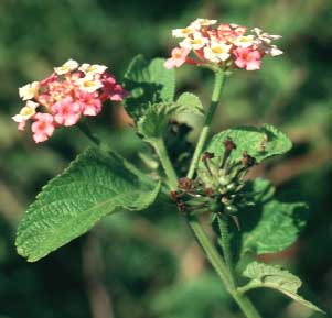 photo: Lantana